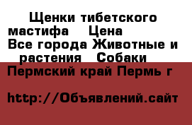 Щенки тибетского мастифа. › Цена ­ 30 000 - Все города Животные и растения » Собаки   . Пермский край,Пермь г.